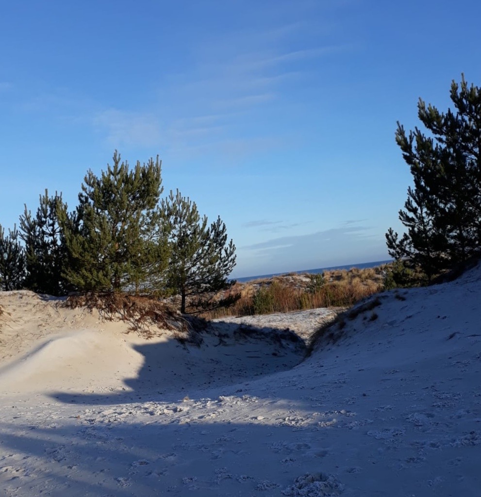 Hohe Düne - Zingst, Dünenlandschaft Hohe Düne - Zingst, Dünenlandschaft