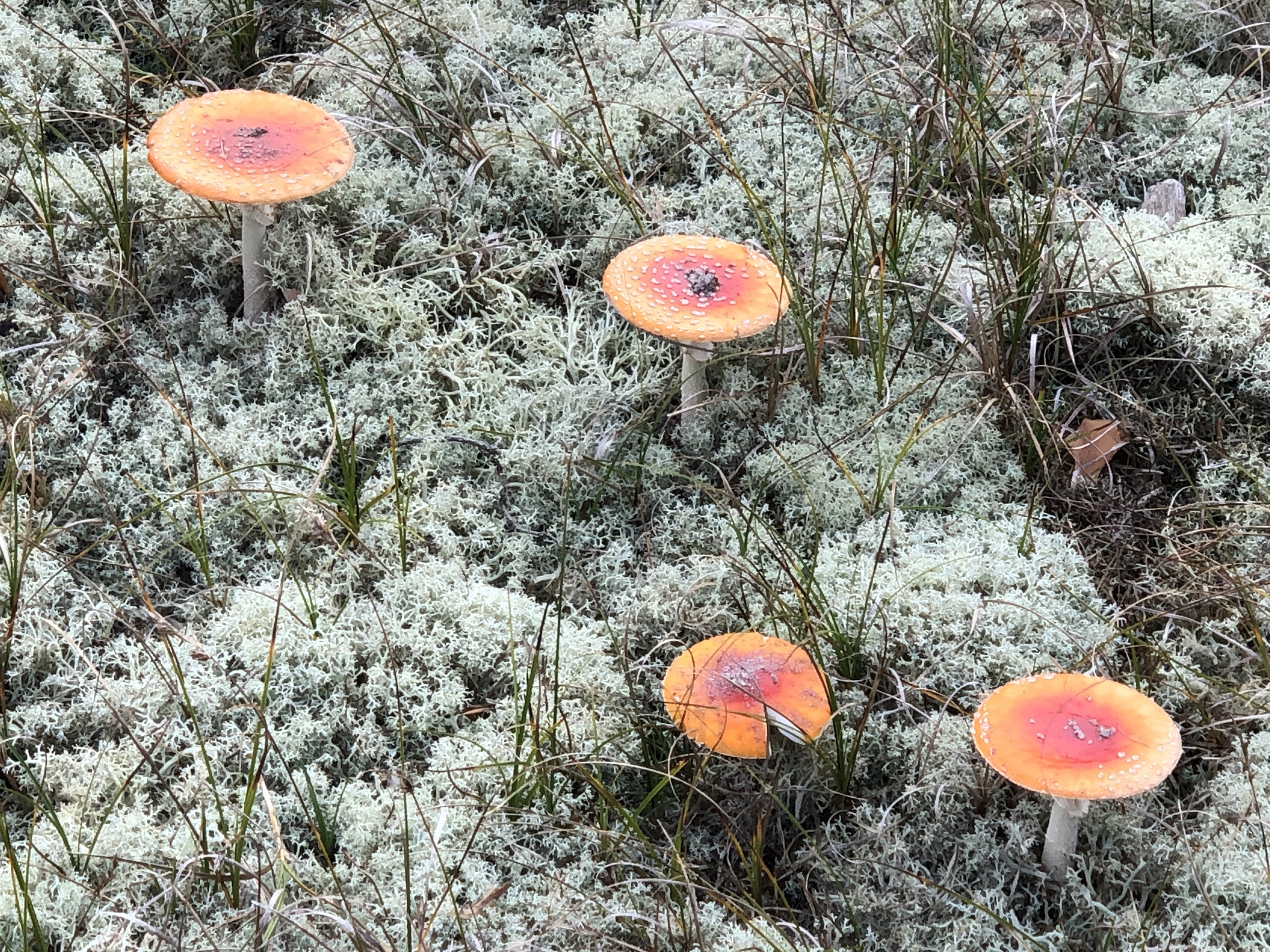 Fliegenpilz im Islandmoos Fliegenpilz im Islandmoos