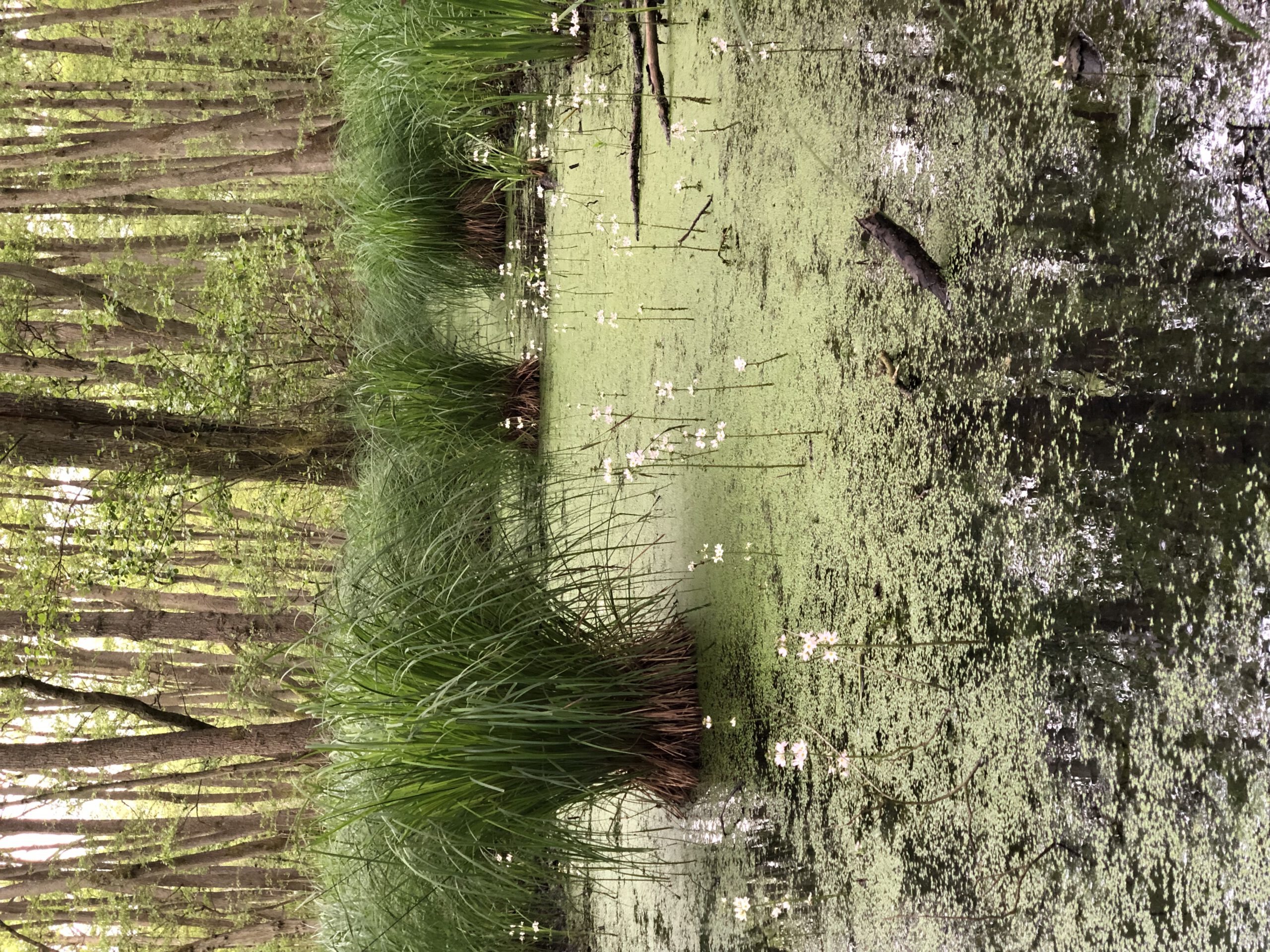 Natur im Darßer Urwald Natur im Darßer Urwald