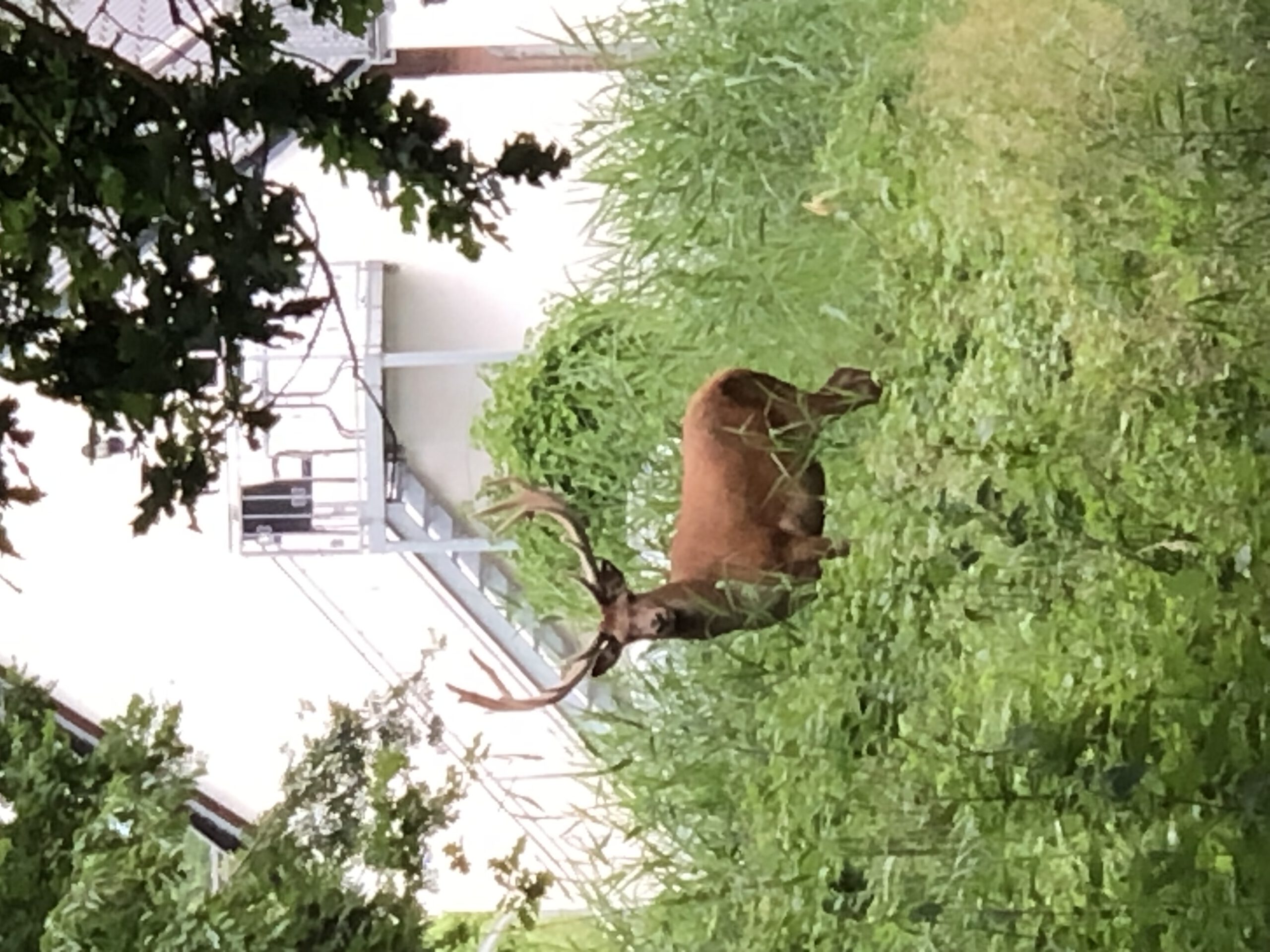 Rothirsch mitten in Zingst Rothirsch mitten in Zingst