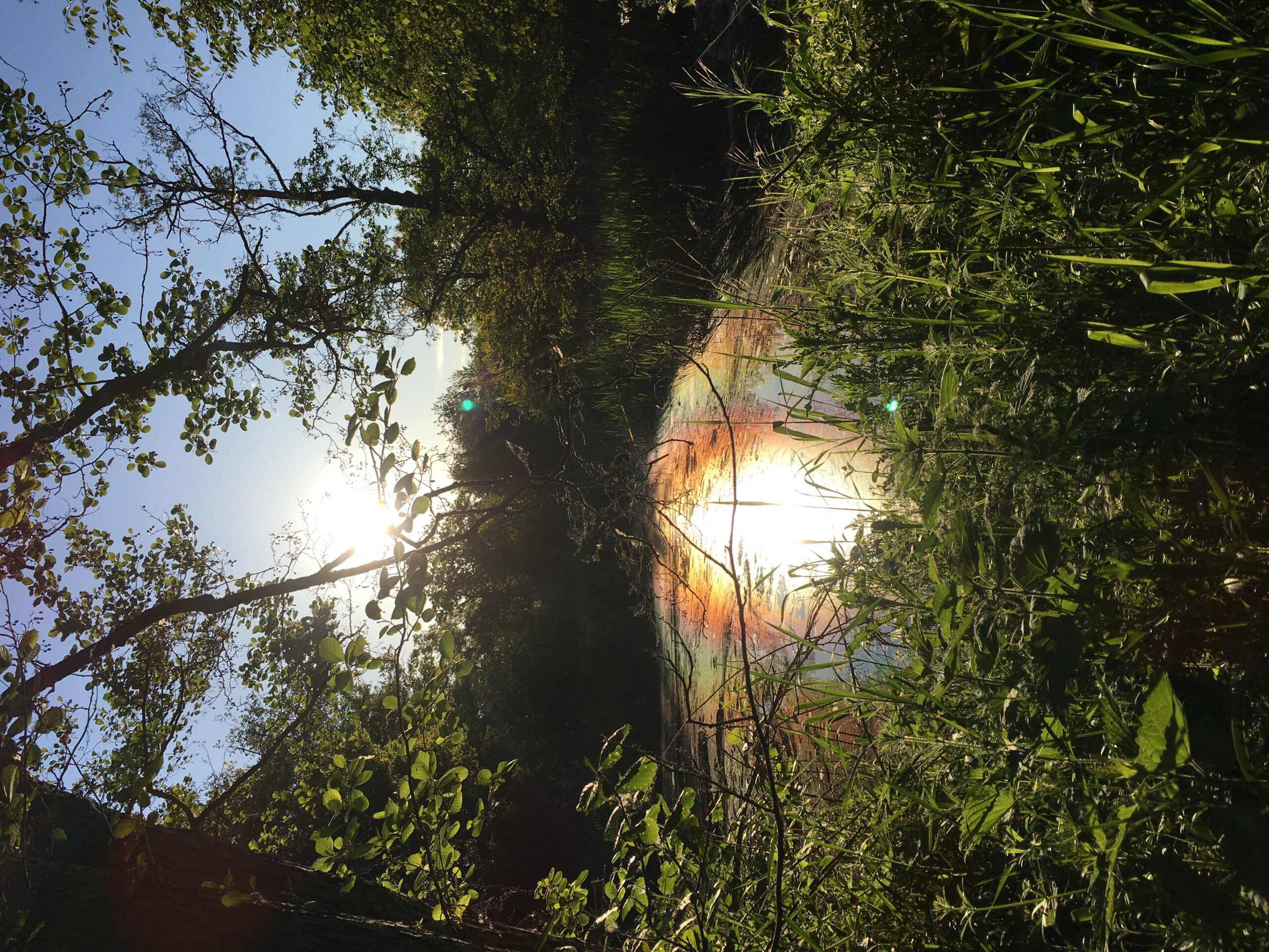 Abendstimmung im Darßer Urwald Abendstimmung im Darßer Urwald