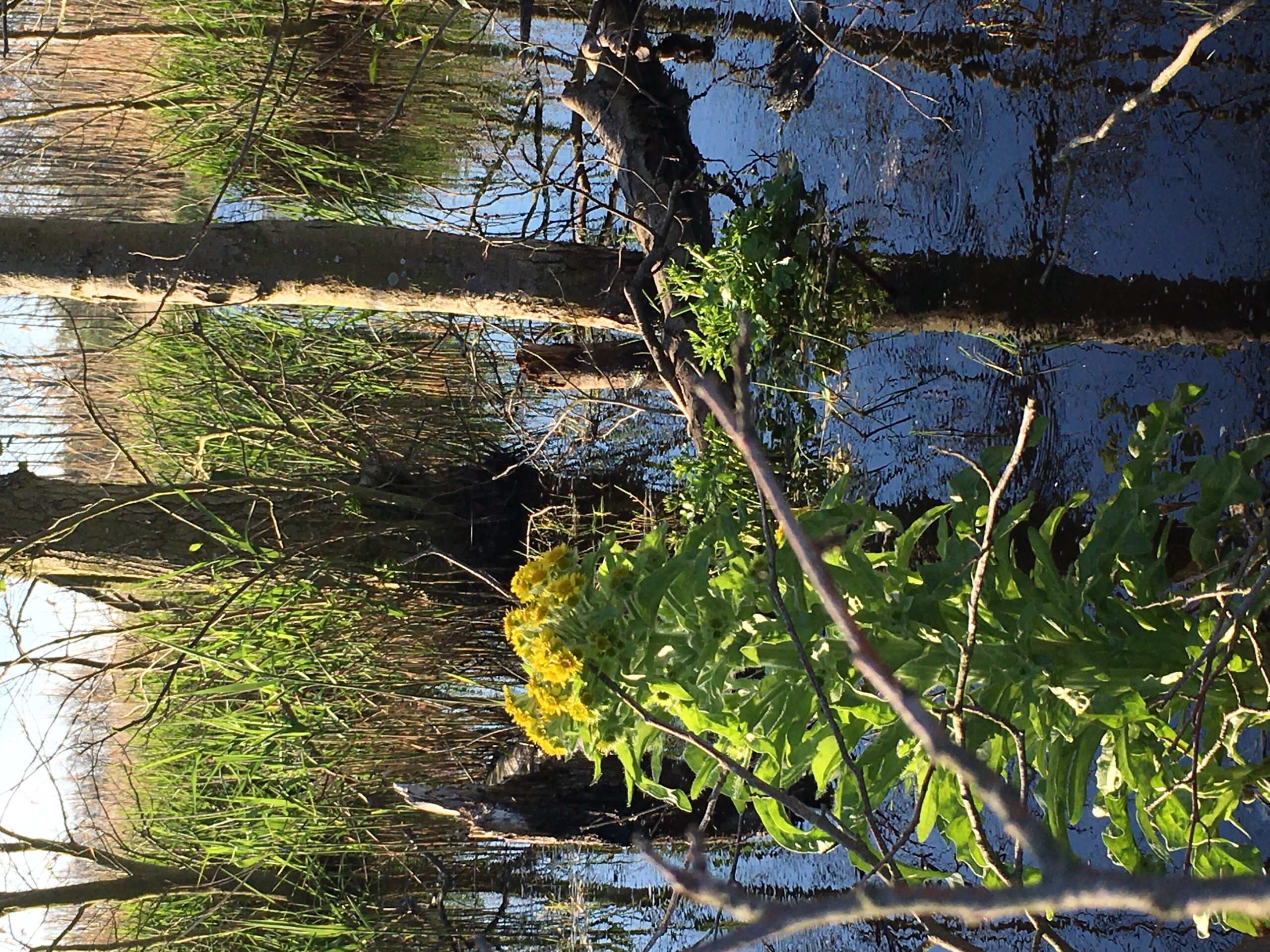 Natur im Darßer Urwald Natur im Darßer Urwald