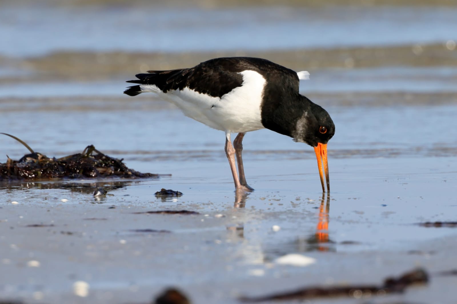 Austernfischer an der Ostsee Austernfischer an der Ostsee