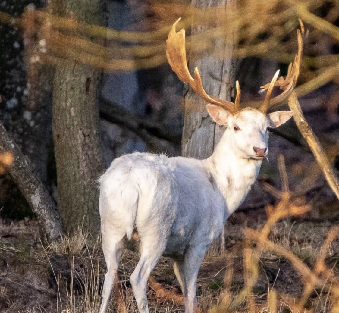 Weißer Damhirsch Weißer Damhirsch