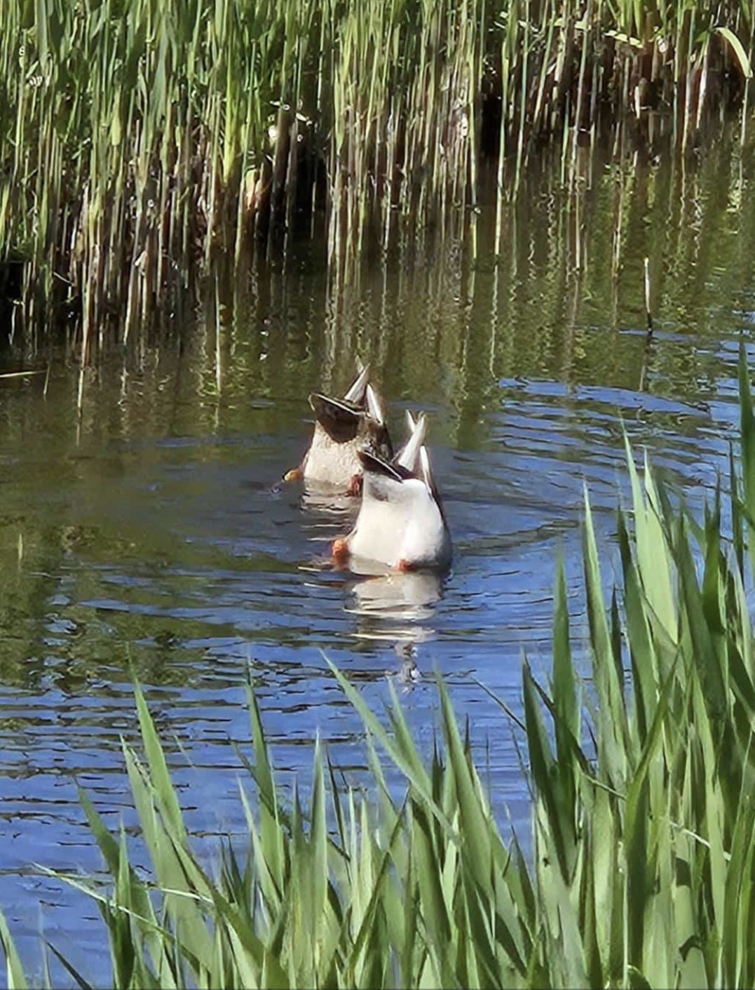 "Köpfchen in das Wasser, ..." "Köpfchen in das Wasser, ..."