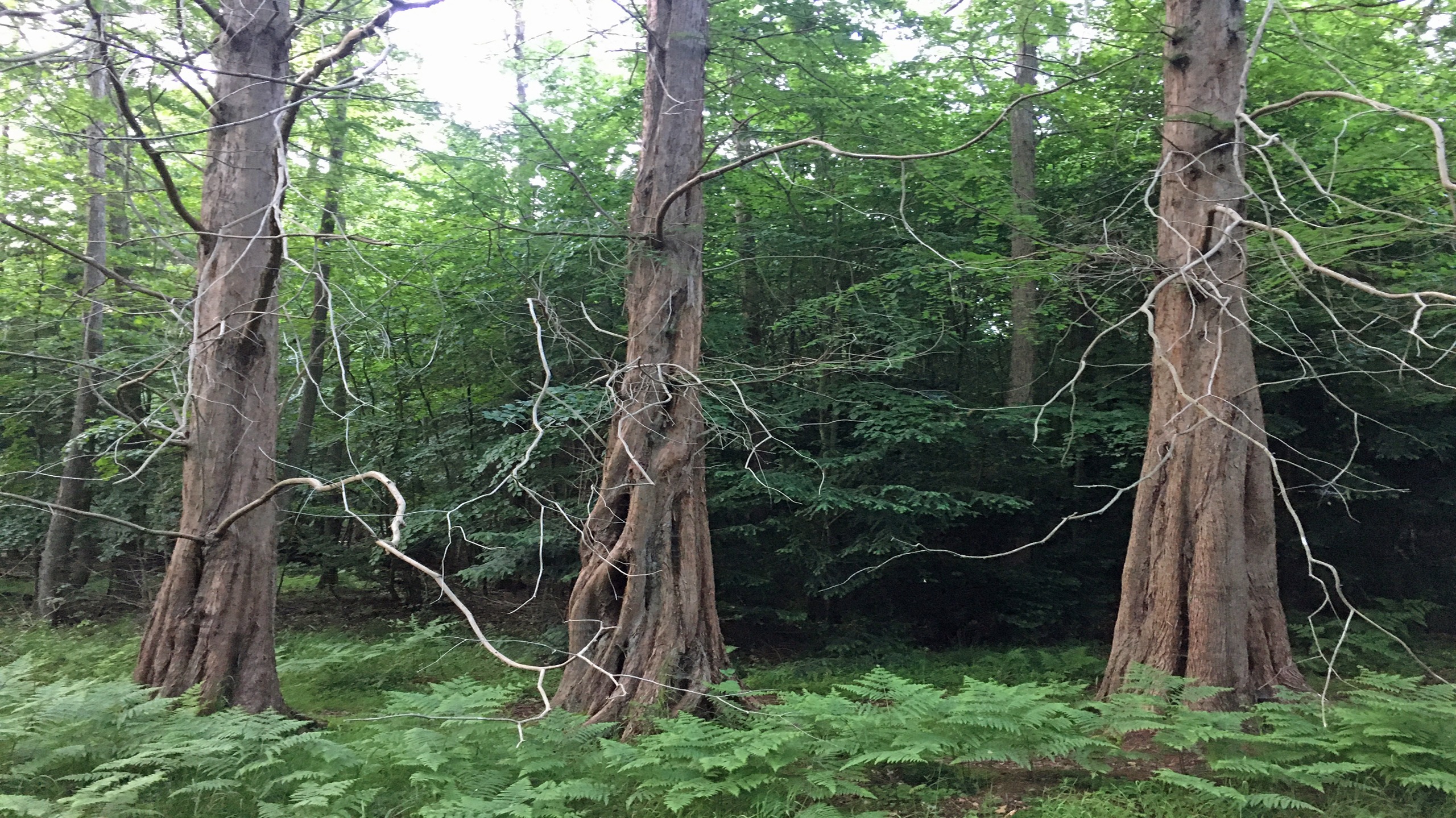 Mammutbäume im Osterwald Mammutbäume im Osterwald