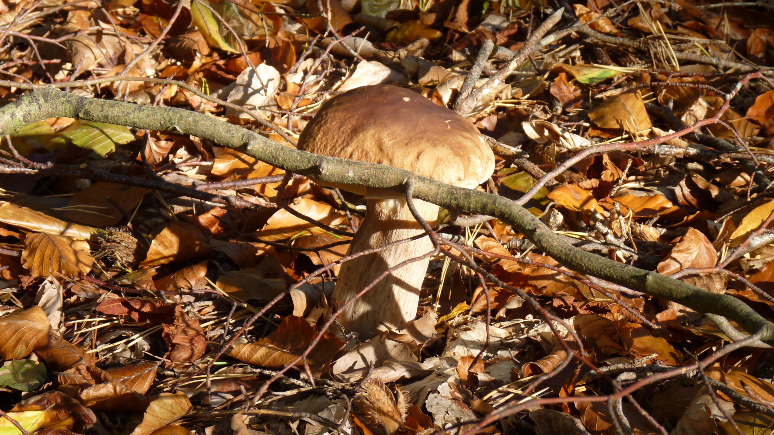 Steinpilz Rotwild-Geweihstange in der Natur