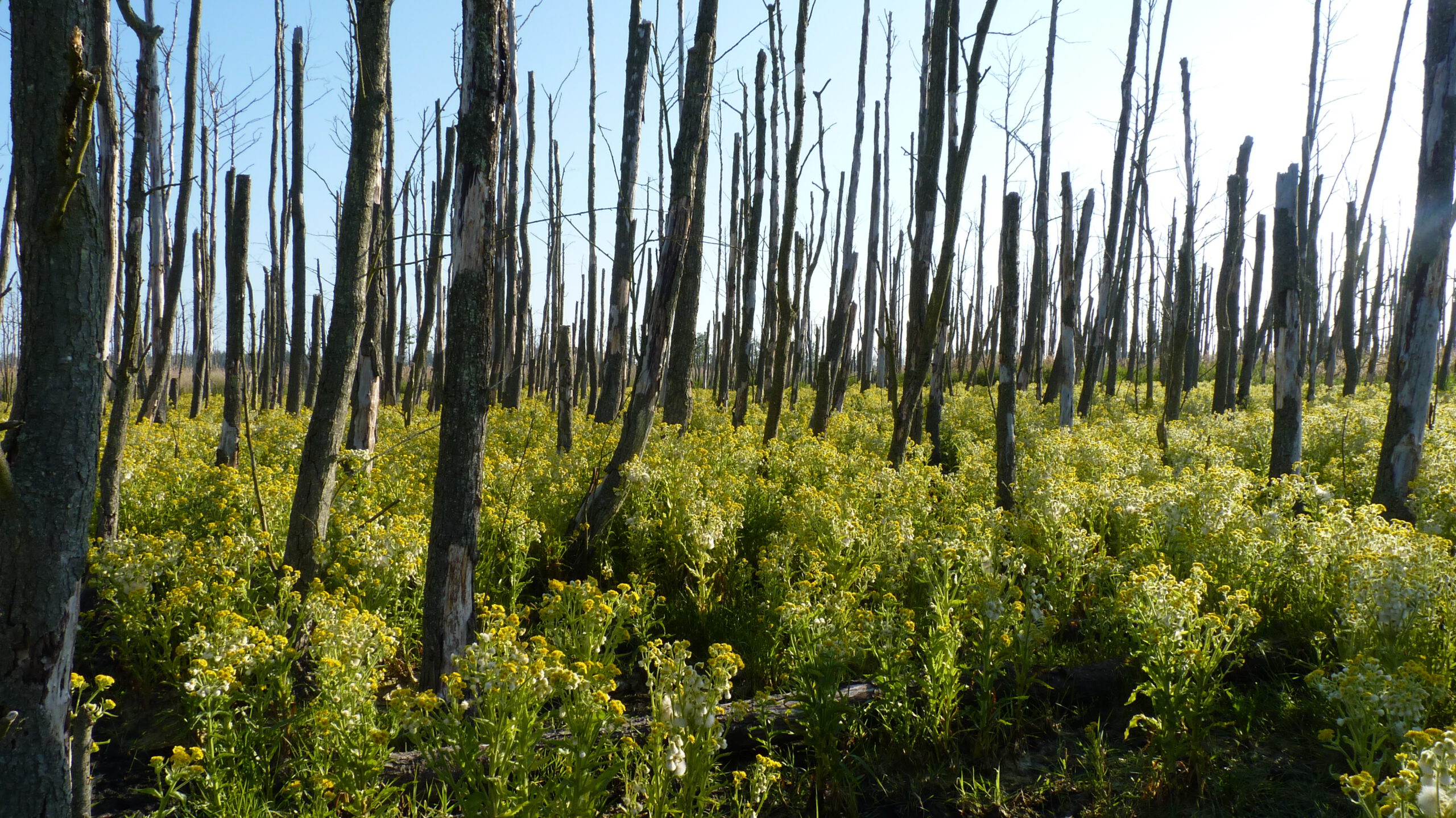 Renaturierung im Osten von Zingst